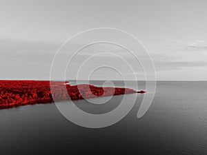 Aerial abstract view of black and white seashore with red forest and trees. Coastline with water. Landscape. Aerial photography. B