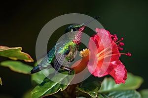 Aerial acrobats, majestic hummingbird feeding on hibiscus flower beautiful wildlife photography. Generative AI