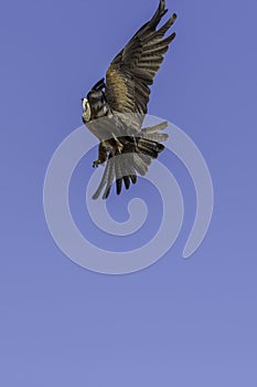 Aerial aerobatics by bird of prey maneuvering in flight