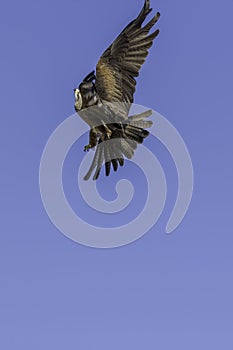 Aerial aerobatics by bird of prey maneuvering in flight photo