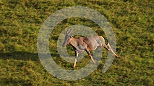 Aerial African Animal Wildlife Shot of Topi Running in Masai Mara in Africa, Kenya Hot Air Balloon R