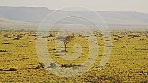 Aerial African Wildlife Shot of Birds and Animals in Masai Mara in Africa, Kenya Hot Air Balloon Rid