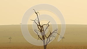 Aerial African Wildlife Shot of Dead Tree and Birds in Masai Mara in Africa, Kenya Hot Air Balloon R