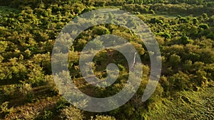 Aerial African Wildlife Shot of Masai Giraffe in Maasai Mara in Africa, Kenya Hot Air Balloon Ride F