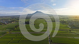 Aerial agriculture in rice fields with Merapi mountain view