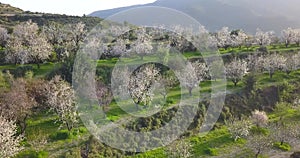 Aerial of almond tree garden on a slopes of Troodos mountains, Cyprus at sunset