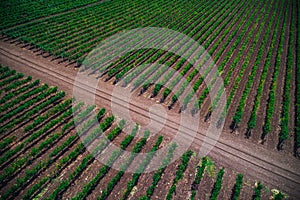 Aerial autumn view over vineyard fields in Europe