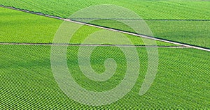 Aerial background asset lush green farmland with fields broken into geometric shapes by dirt roads