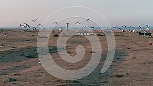 Aerial. Beautiful slow motion sunset drone footage of birds seagulls flying above Dungeness village in Kent, England. HD