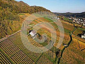 Aerial beautiful view of Vineyard in Weinberg during an autumn