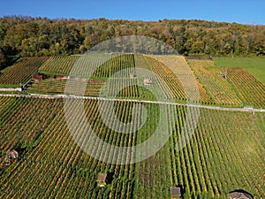 Aerial beautiful view of Vineyard in Weinberg during an autumn