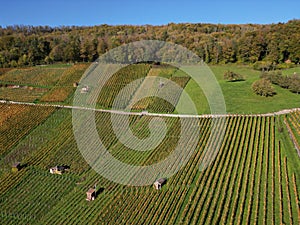 Aerial beautiful view of Vineyard in Weinberg during an autumn