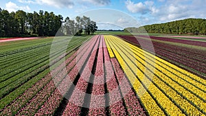 Aerial from blossoming tulip fields in the Chile near Osorno