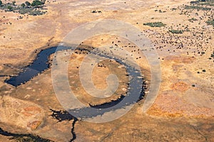 Aerial of Buffalo Herd in Moremi Game Reserve, Okvango Delta