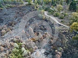 Aerial Burnt out tree remnants of a forest fire
