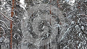 AERIAL. Camera moving throught winter trees to top. Winter forest.