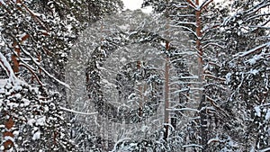 AERIAL. Camera moving throught winter trees from top to ground. Winter forest.