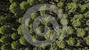 Aerial capture of eucalyptus plantations. Aerial capture with drone