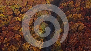 Aerial of car driving through sunny autumn forest.