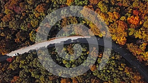 Aerial of cars driving through sunny autumn forest.