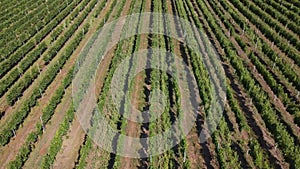 Aerial Cinematic clip. Top view of a winery in Kyjov, Czech republic. Wine aging in rows