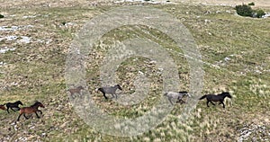 Aerial cinematic slow motion shot of drone flying over a large herd of wild horses galloping fast across the steppe.