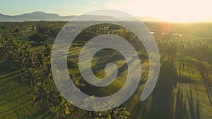 AERIAL: Cinematic view of empty golden-lit golf course on the exotic island.