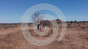 aerial clip fling forward towards a boab tree and a hill in the kimberley