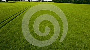 Aerial clip of a green barley arable crop in the English countryside