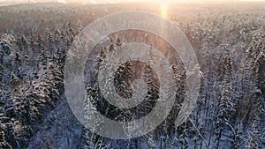 AERIAL CLOSE UP Flying over frozen treetops in snowy mixed forest at misty sunrise. Golden sun rising behind icy mixed
