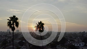 Aerial: close up of two palm trees in sunlight, sun flair in Venice, California , Sunset,