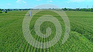 Aerial Close View of Green Corn Fields in Rows