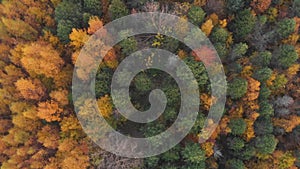 Aerial colorful autumn forest with yellow orange green trees