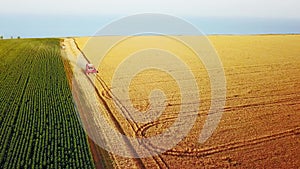 Aerial of combine harvester working in wheat field near cliff with sea view on sunset. Harvesting machine cutting crop