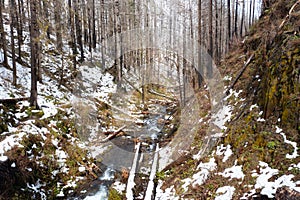 Aerial of Creek Running Through Fire Damaged Forest in OR