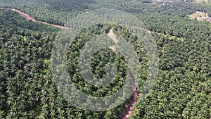 Aerial curve rural red soil path in oil palm