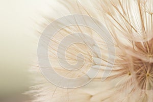 Aerial dandelion on yellow, beige background. Relax, air.copy space photo