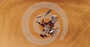 Aerial drone above cow herd in a horse farm ranch. Cowboy man on stallion at ranch leading domestic animals in farmland
