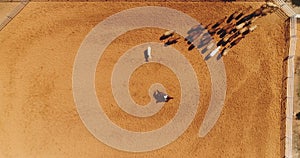 Aerial drone above cow herd in a horse farm ranch. Cowboy man on stallion at ranch leading domestic animals in farmland