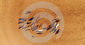 Aerial drone above cow herd in a horse farm ranch. Cowboy man on stallion at ranch leading domestic animals in farmland