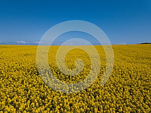 Aerial drone capture image of brilliant bright yellow rapeseed field and blue sky horizon