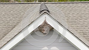 Aerial Drone Close Up of a Paper Wasp Nest Under A Roof Peak of a Residential Home