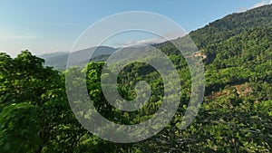 aerial drone fly through branches and trees revealing forest and mountain range