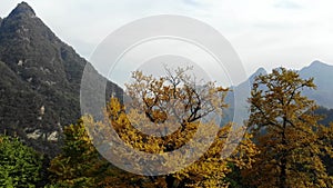 Aerial drone flying over ginkgo forest in early autumn season in Wudang Mountain