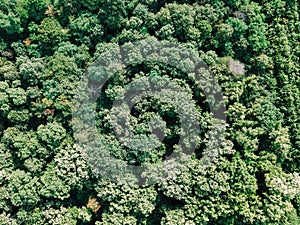 Aerial Drone Flyover View Of Large Green Forest