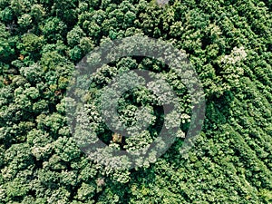 Aerial Drone Flyover View Of Large Green Forest