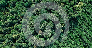 Aerial Drone Flyover View Of Large Green Forest