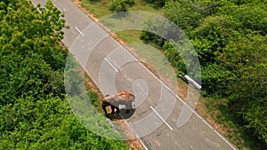 Aerial drone footage captures majestic wild elephant traversing a road in Sri Lanka lush reserves, a scene vital for eco