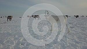 Aerial drone footage of caribou grazing on the tundra in Arctic Alaska during winter