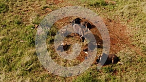 Aerial drone footage of a herd of wildebeests or gnus in the safari